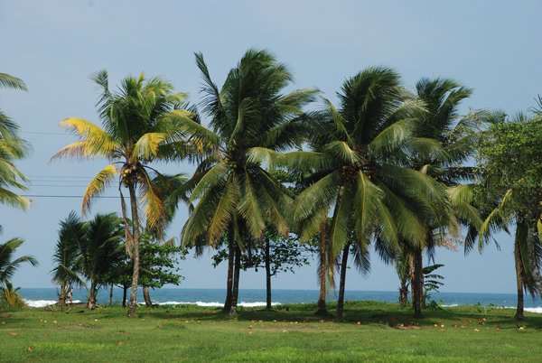 Palms Tree Line - Atlantic Side of Tortuguero