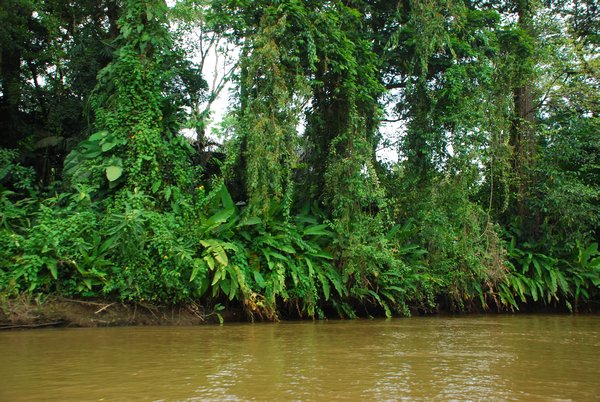 Tortuguero Canal and Tropical Plants