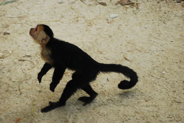 White Faced Capuchin Monkey