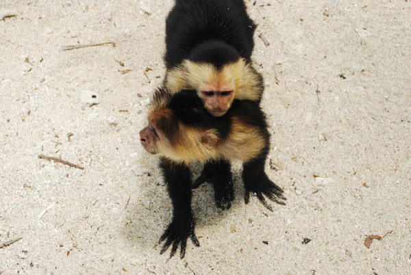 A Capuchin Mom & Baby - looking for food
