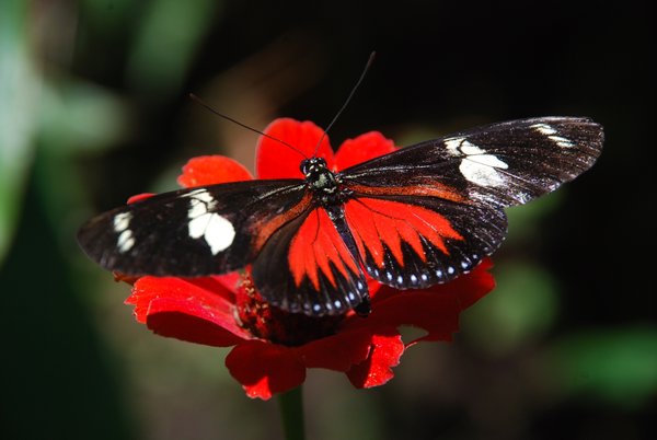 Butterfly Garden, San Jose
