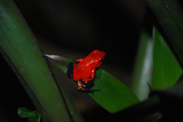 Red Dart Venomous Frog