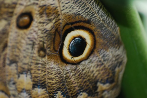 False "Eye" of the Giant Morpho Butterfly