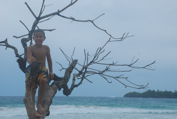 Omer on a high tree above the sea