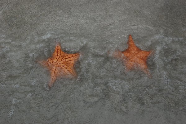 Two nice starfish  