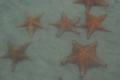 A group of starfish in the water 