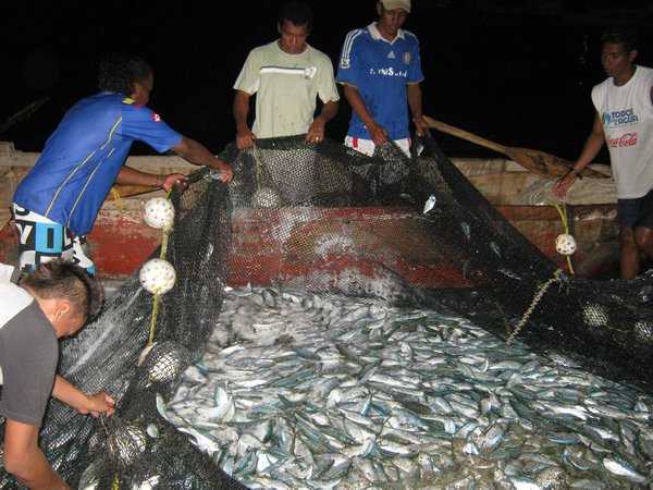 Fishermen bringing up a net in Taganga