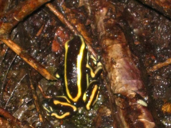 A black and yellow poisonous frog