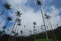 Wax palms in Cocora National Pak