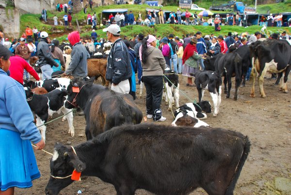 Otavalo's Animal Market - Cow 'Section'