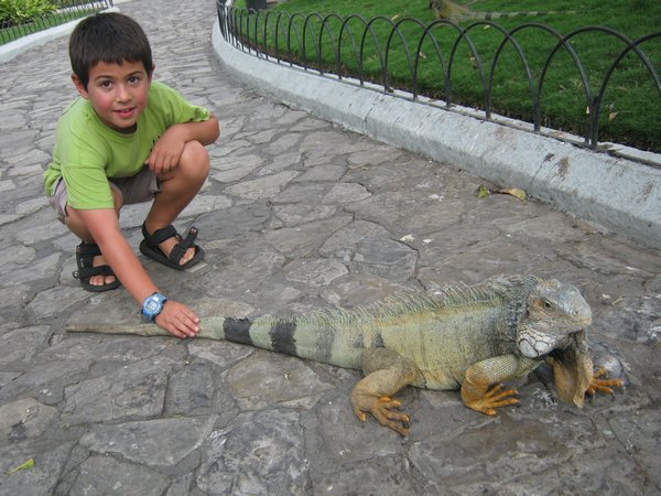 Petting an Iguana