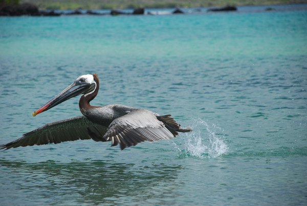 White Neck Pelican Hovering over the Sea