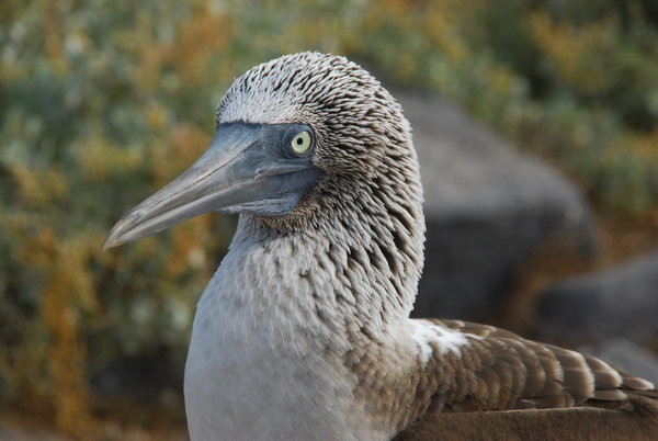 Blue footed boobie