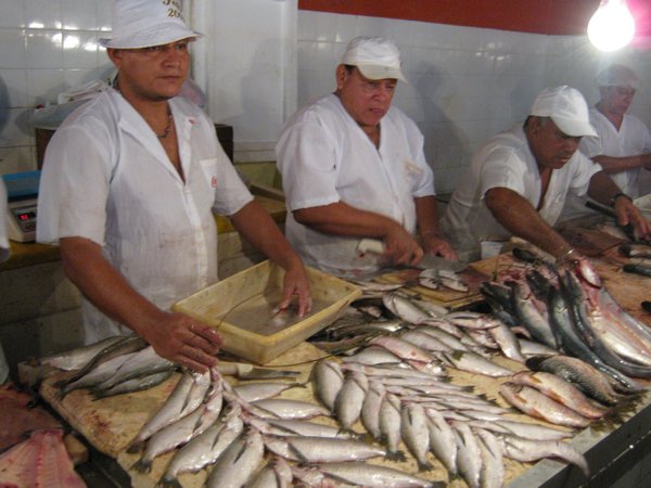 amazing variety of fish in Manaus market