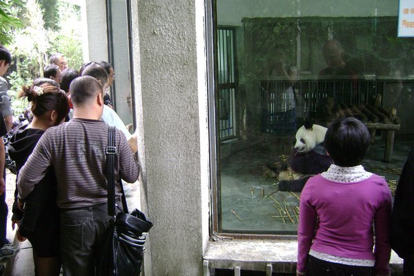 5-Watching people watching the panda