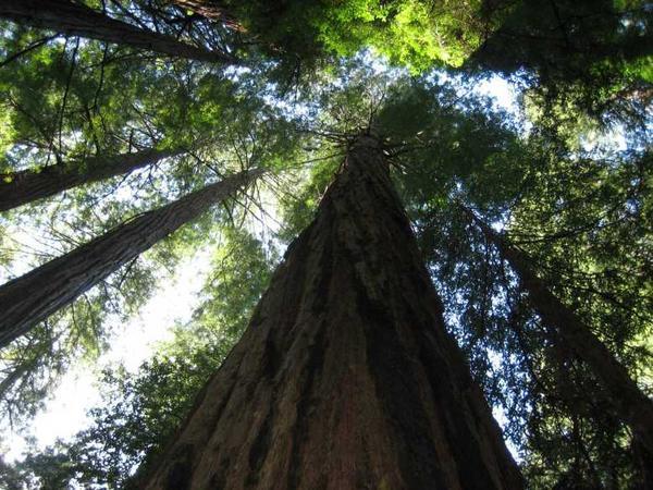 Huge Redwoods
