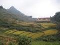 rice fields cut in to the mountain