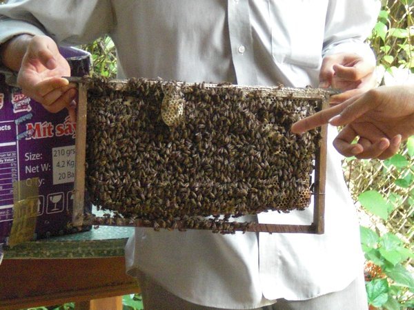 Bees from the Honey farm