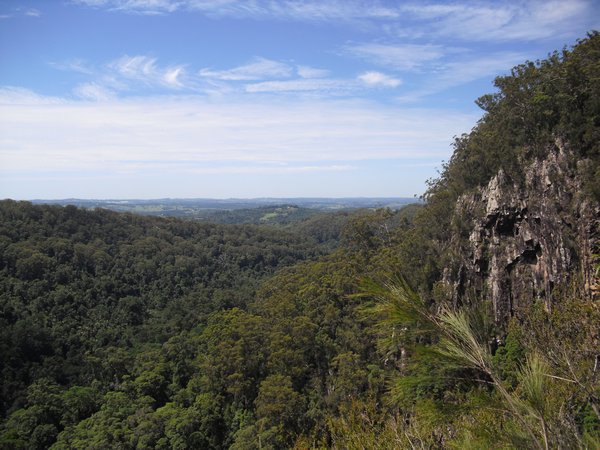 The rainforest lookout