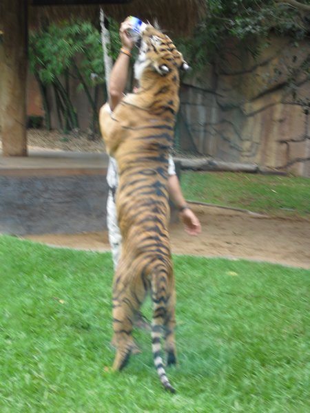 Tiger Feed