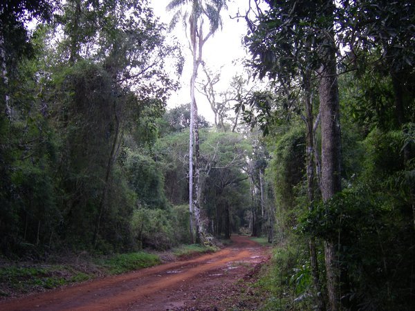 Jungle trek