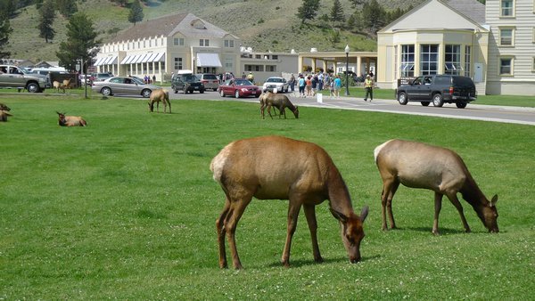 Elk grazing