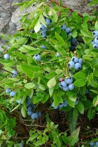 Wild Newfoundland blueberries!