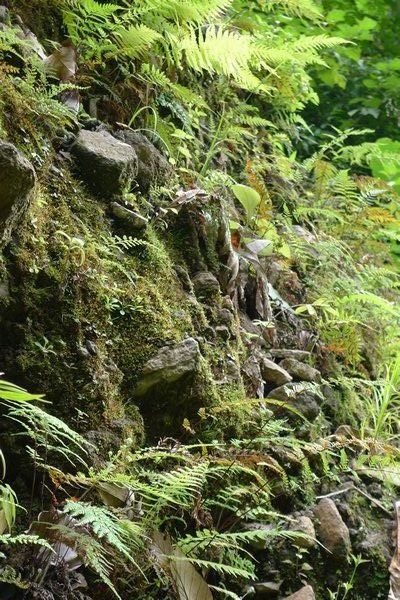 Vegetation-covered rocks