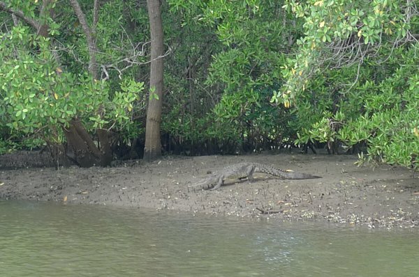 Crocodile on shore