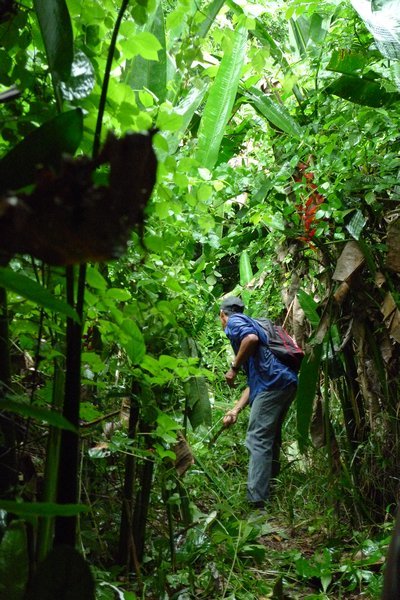 Zeno with machete hacking through thick jungle