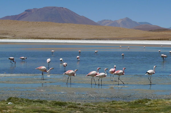Flamingos at Laguna Negra