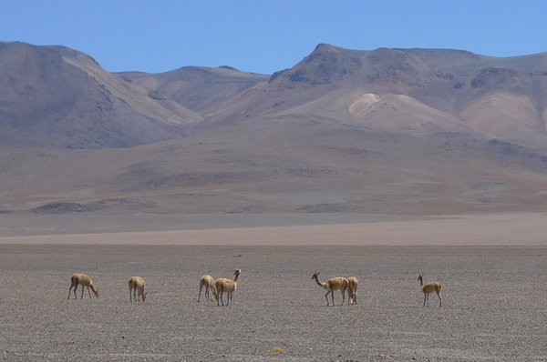 Vicuñas in the desert