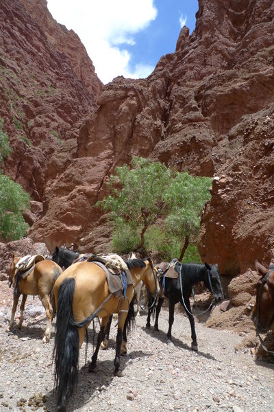 Horses resting at Cañon del Inca 