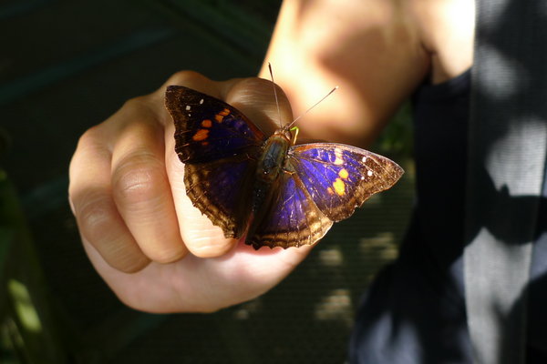 Butterfly!
