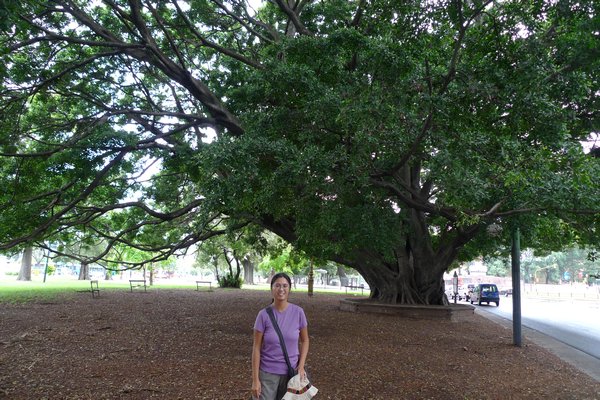 Very large tree