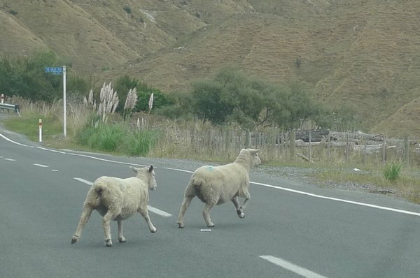 Why did the sheep cross the road?