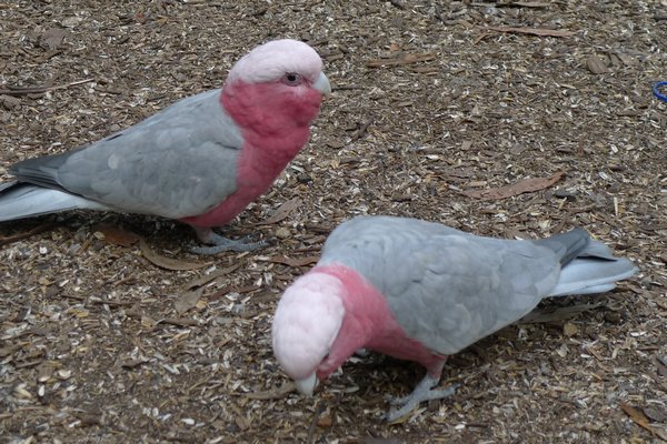 Rose-breasted Cockatoos