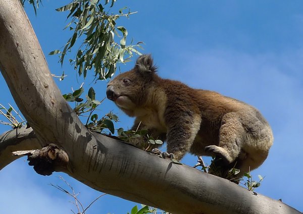 Koala sighting!