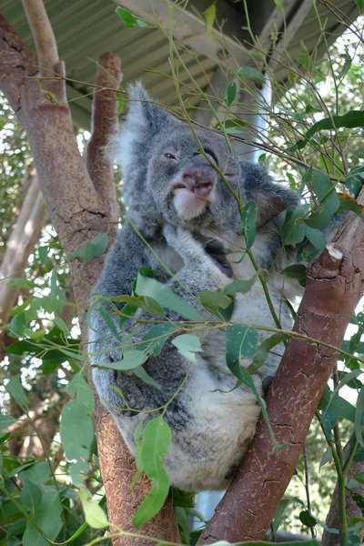 Felicity, the koala