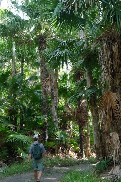Palm trees along hike