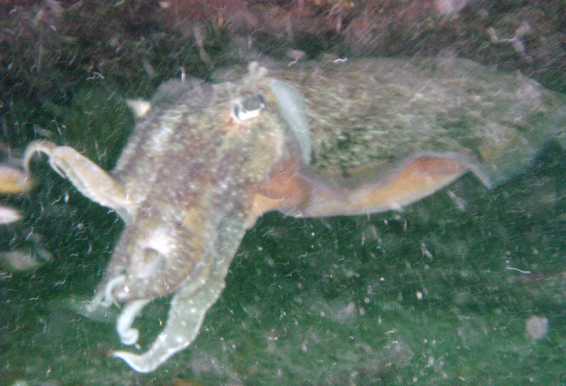 Cuttlefish!