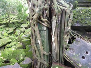 Beng Melae, tree roots tearing temple appart