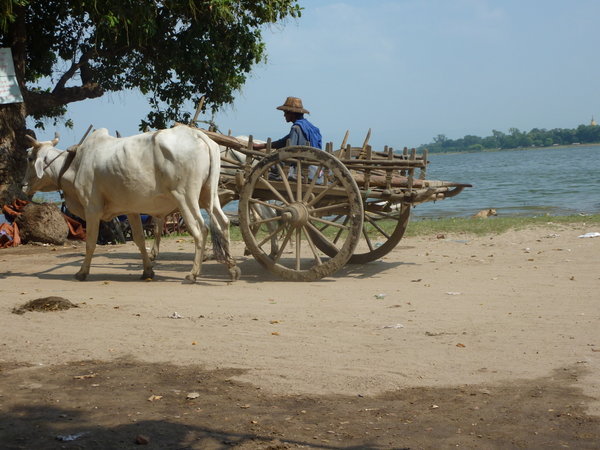 Ox cart by the lake
