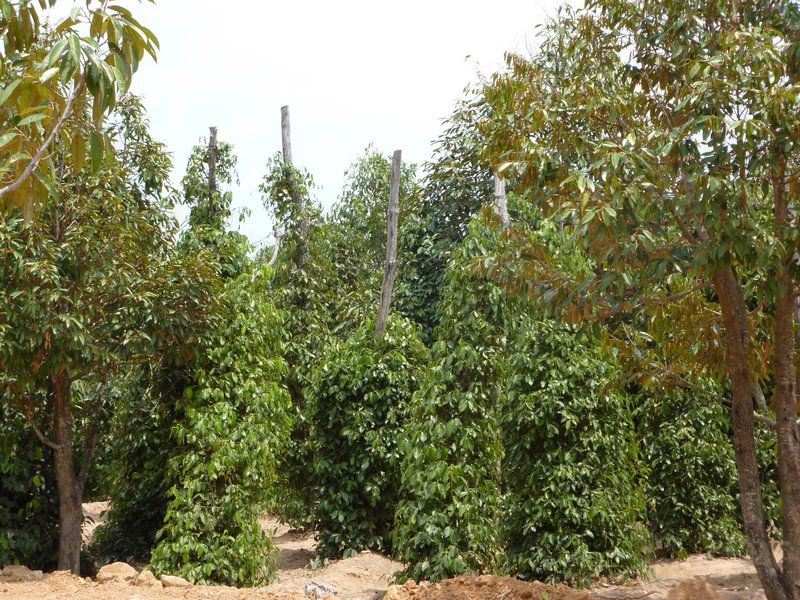 Pepper plantation