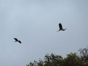 Herons in flight