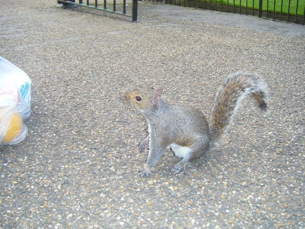 A very tame squirrel