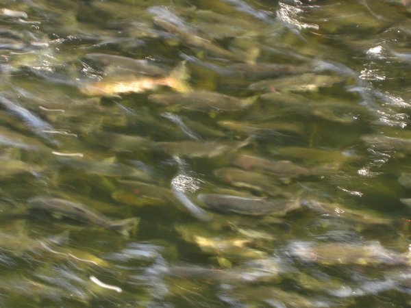 salmon in the creek