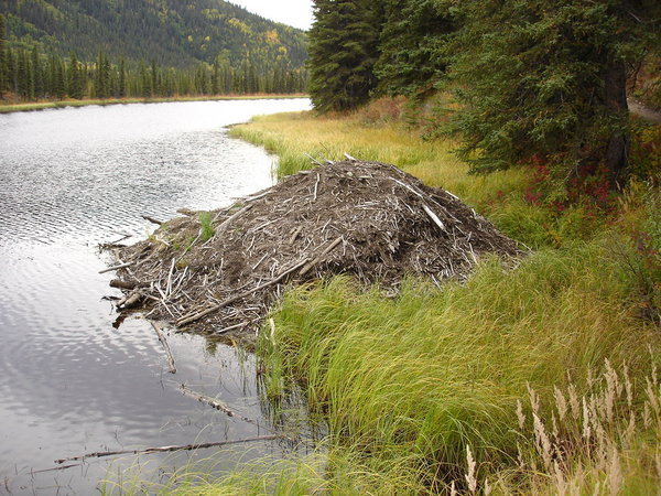 a beaver lodge on the lake