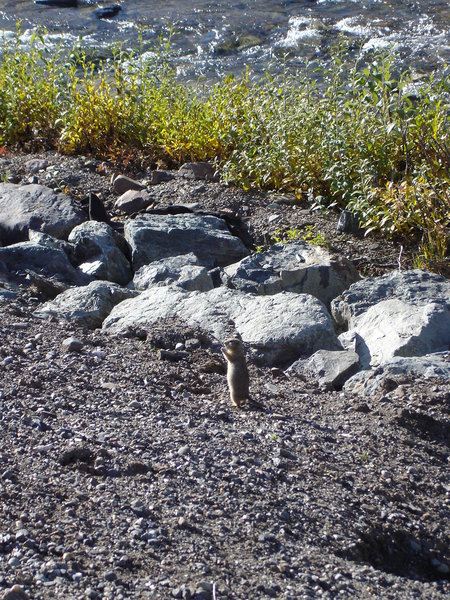 the Arctic ground squirrel appears to be telling us goodbye