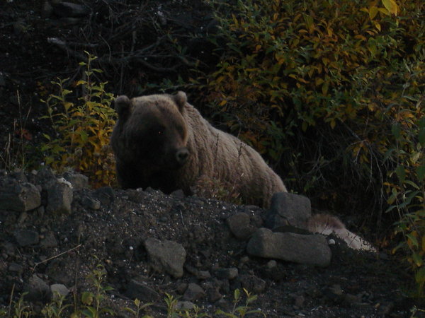 one of the bears